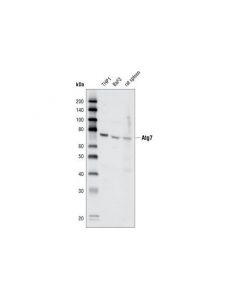 Cell Signaling Atg7 Antibody - CSIG (Add; CSIG-2631T