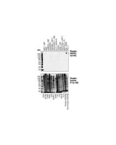 Cell Signaling Phospho-PDGF Receptor bet; CSIG-3168T