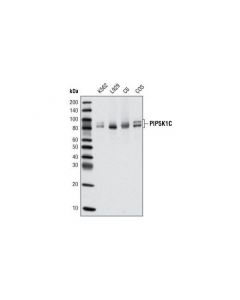 Cell Signaling Pip5k1c Antibody