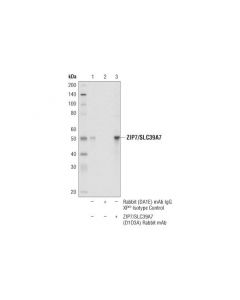 Cell Signaling Zip7/Slc39a7 (D1o3a) Rabbit mAb