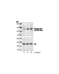 Cell Signaling Phospho-Jak1 (Tyr1034/1035) Antibody