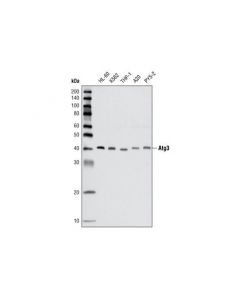 Cell Signaling Atg3 Antibody