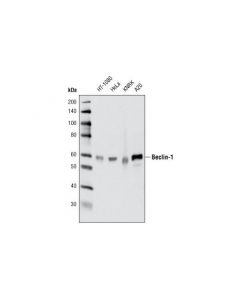Cell Signaling Beclin-1 (D40c5) Rabbit M