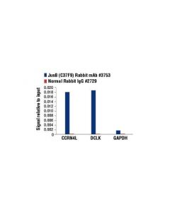 Cell Signaling Junb (C37f9) Rabbit mAb