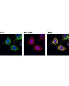 Cell Signaling Mavs Antibody
