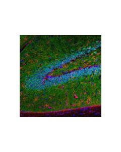 Cell Signaling Camkii-Alpha (6g9) Mouse