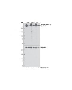 Cell Signaling Phospho-Myosin Iia (Ser1943) Antibody