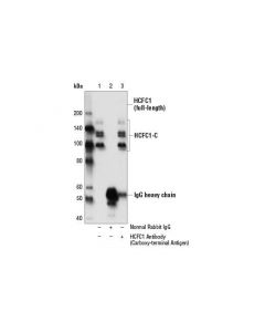 Cell Signaling Hcfc1 Antibody (Carboxy-T