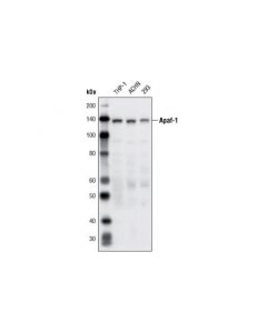 Cell Signaling Apaf-1 (R205) Antibody