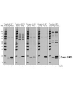 Cell Signaling 4E-BP1 Control Cell Extra; CSIG-51367S