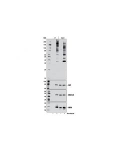 Cell Signaling Phospho-Plk Binding Motif (St*P) (D73f6) Rabbit mAb