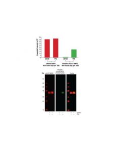 Cell Signaling Anti-mouse IgG (H+L) (DyL; CSIG-5257P