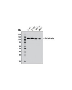 Cell Signaling E-Cadherin (32a8) Mouse mAb