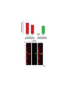 Cell Signaling Anti-mouse IgG (H+L) (DyL; CSIG-5470P