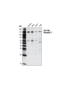Cell Signaling Toll-like Receptor 7 (D7); CSIG-5632T