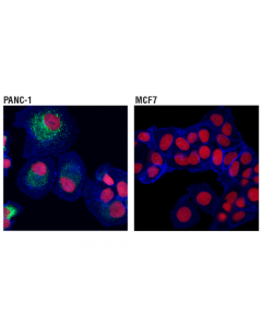 Cell Signaling YAP/TAZ Transcriptional T; CSIG-56674T