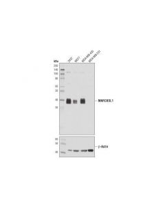 Cell Signaling Marcksl1 (D4i9p) Rabbit mAb