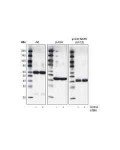Cell Signaling Signalsilence Control Sirna (Unconjugated)