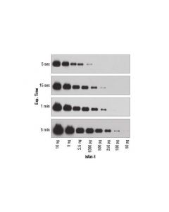 Cell Signaling SignalFire ECL Reagent ; CSIG-6883P3