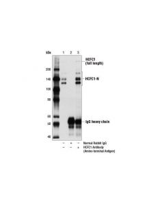 Cell Signaling Hcfc1 Antibody (Amino-Ter