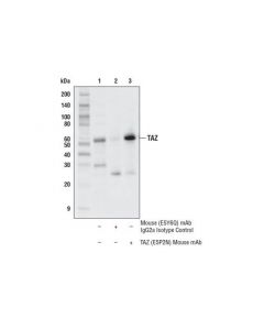 Cell Signaling TAZ (E5P2N) Mouse mAb - C; CSIG-71192S