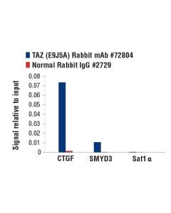 Cell Signaling TAZ (E9J5A) XP Rabbit mAb; CSIG-72804S