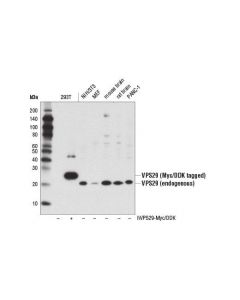 Cell Signaling VPS29 (D2H7G) Rabbit mAb ; CSIG-73540S