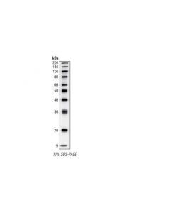 Cell Signaling Biotinylated Protein Ladd; CSIG-7727L