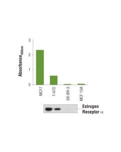 Cell Signaling PathScan  Total Estrogen ; CSIG-80251C