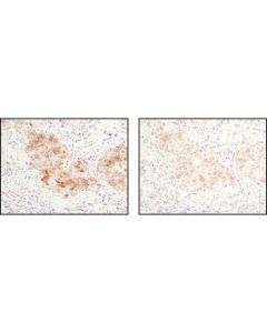 Cell Signaling SignalStain Antibody Dilu; CSIG-8112L