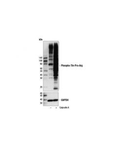 Cell Signaling Phospho-Thr-Pro-Arg Motif; CSIG-8142S