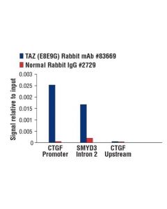 Cell Signaling TAZ (E8E9G) Rabbit mAb ; CSIG-83669S