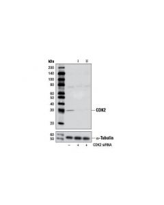 Cell Signaling Signalsilence Cdk2 Sirna I