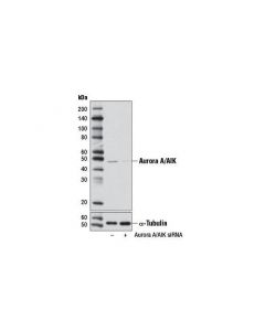 Cell Signaling Signalsilence Aurora A/Aik Sirna I