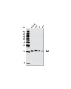 Cell Signaling Bad (D24A9) Rabbit mAb - ; CSIG-9239T