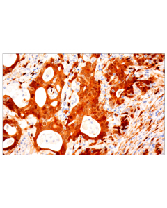 Cell Signaling YAP/TAZ (E9M8G) Rabbit mA; CSIG-93622S