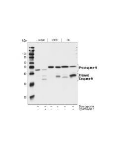 Cell Signaling Caspase-9 (C9) Mouse mAb ; CSIG-9508T