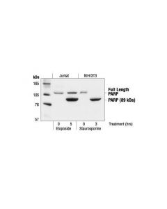 Cell Signaling PARP Antibody - CSIG (Add; CSIG-9542T