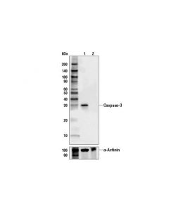 Cell Signaling Caspase-3 (3G2) Mouse mAb; CSIG-9668T