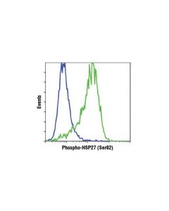 Cell Signaling Phospho-HSP27 (Ser82) (D1; CSIG-9709T