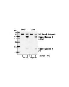 Cell Signaling Caspase-8 (1C12) Mouse mA; CSIG-9746T