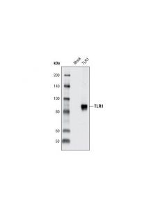 Cell Signaling Toll-like Receptor Antibo; CSIG-9971T