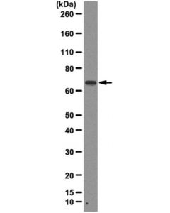 Millipore Anti-Prmt5 Antibody, Clone 23c7