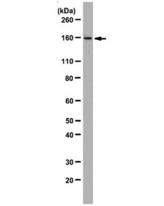 Millipore Anti-Pich Antibody, Clone 142-26-3
