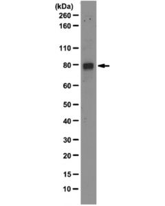 Millipore Anti-Mdmx Antibody, Clone 8c6