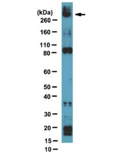 Millipore Anti-Nsd1 Antibody, Clone 1nw-1a10