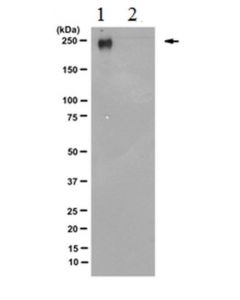 Millipore Anti-Rna Polymerase Ii Subunit B1 (Phospho-Ctd Ser-5) Antibody,