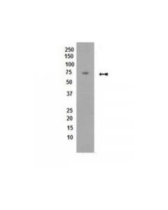 Millipore Anti-Pp2a Antibody, B Subunit, B56 Delta, Clone H5d12