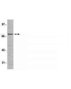 Millipore Anti-Raf-1 Antibody, Clone Am223, Rabbit Monoclonal