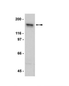Millipore Anti-Nr2a Antibody, Clone A12w, Rabbit Monoclonal
